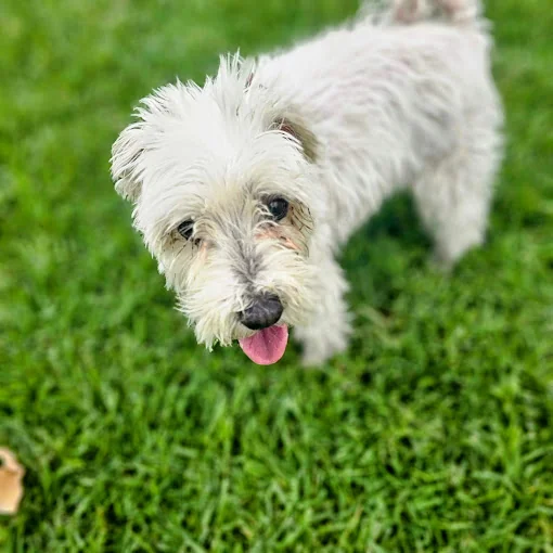 ACECE - Aventuras caninas en cada esquina 🐾