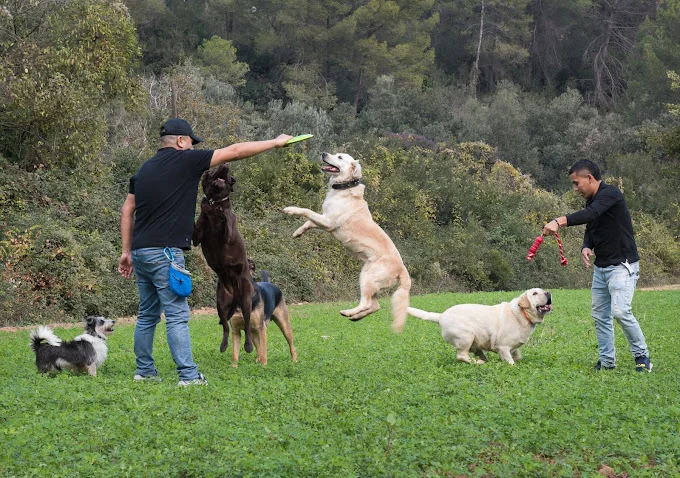 Adiestrador y guardería de perros Barcelona For Dogs One