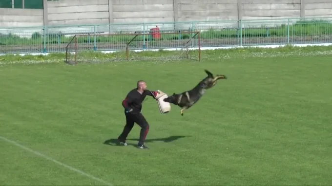 Adiestramiento Canino Finca Gil