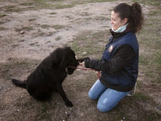 Adiestramiento canino,Como educar a tu perro.