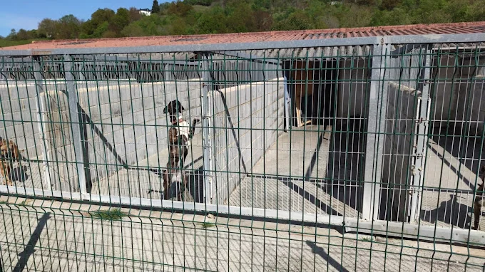 Albergue Canino Municipal Langreo
