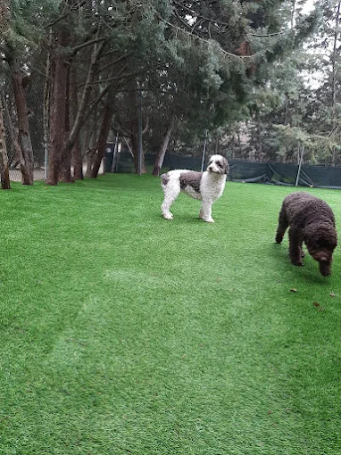 ALMACAN Residencia Canina