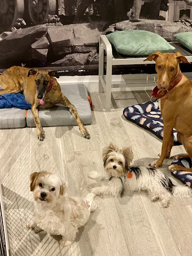 aloha DOGS by Jane