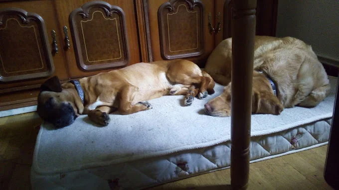 Alojamiento para perros y guardería canina