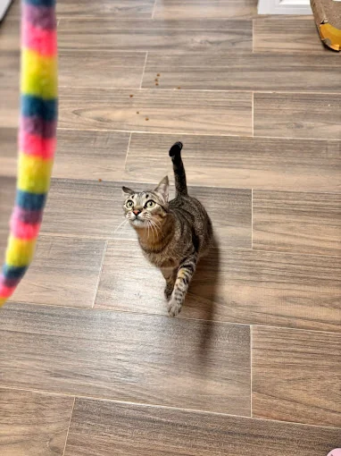 Amakat cat hotel