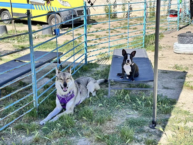 Amican Guardería Canina