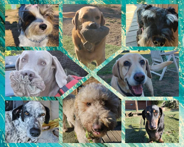 Anima Canis Dog Resort