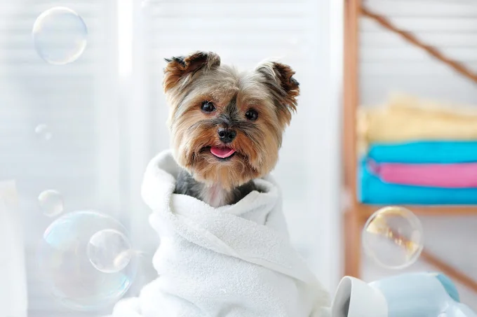 Animal Solución Guardería Canina perros gatos conejos