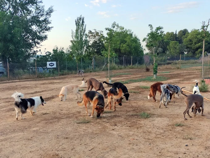Ànkora Educación Canina