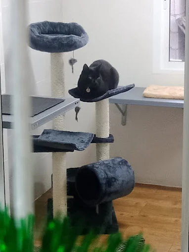 Arista Kats Cattery/Hotel de Gatos