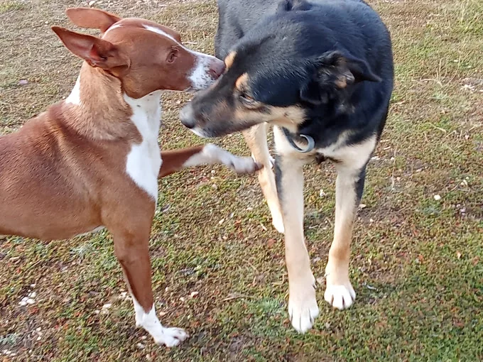 Armonía Canina