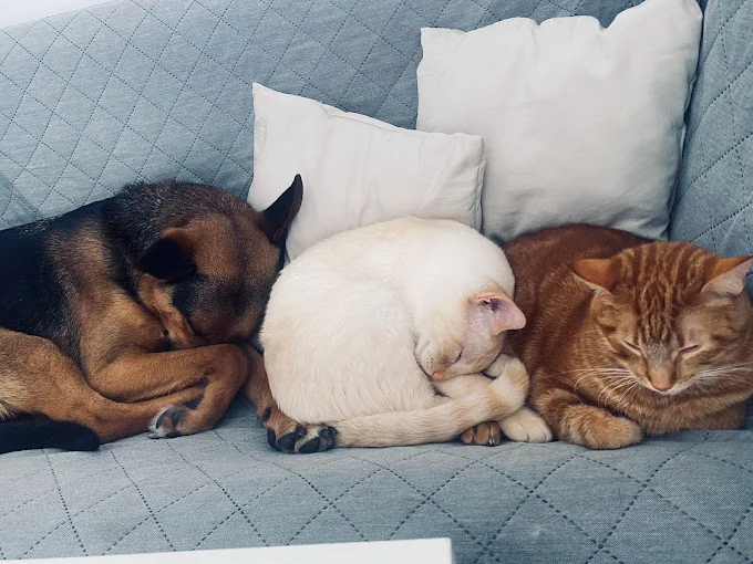 ATHENS | CUIDADO FAMILIAR DE MASCOTAS