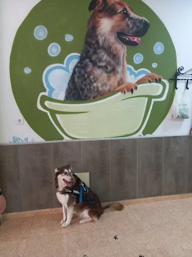 Autolavado de mascotas ardo