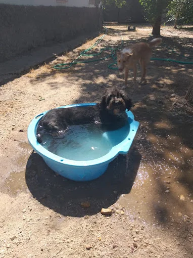 But it Wow Residencia Canina