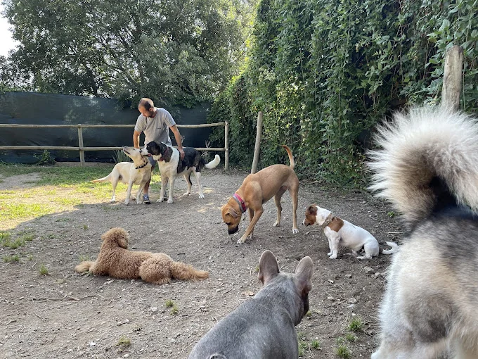 CampGos guardería canina de día cerca de Barcelona