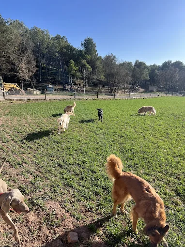 CANatura residència canina - Hípica Recasens