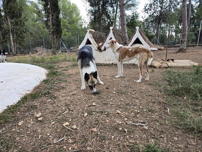 Canimals