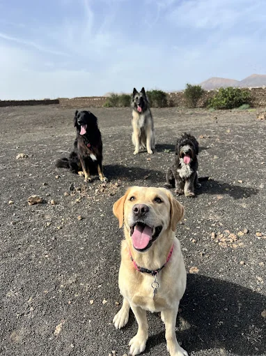Casa Margarita - Guardería y Residencia canina