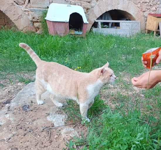 Cat Gathering