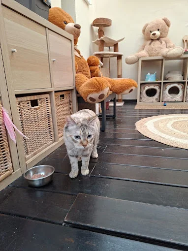 CATSITTER CANARIAS. GUARDERIA GATOS GRAN CANARIA