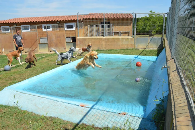 CENTRE CANI DE PALS