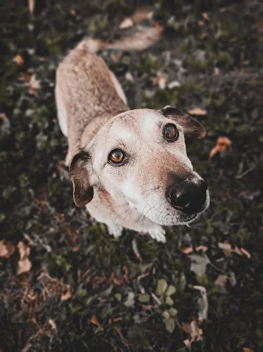 Centro Canino Ariñez // Clínica Veterinaria Ariñez