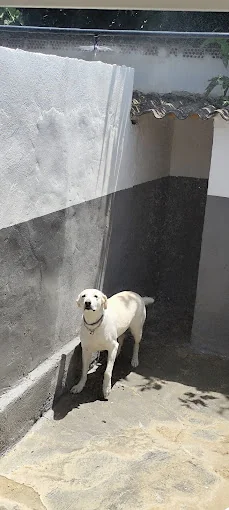 Centro canino Caiser's home