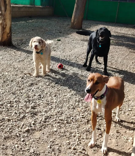 Centro Canino Fontagria