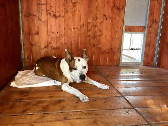 Centro Canino Lord Can