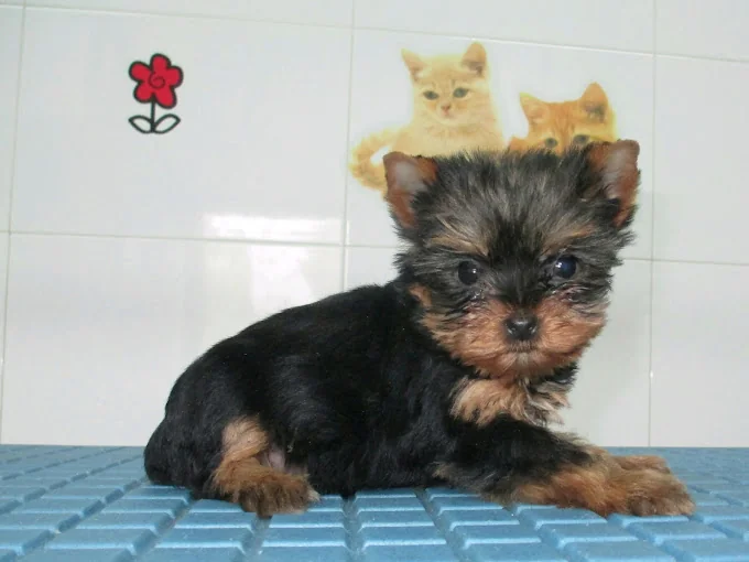 Centro Canino Los Ferreros