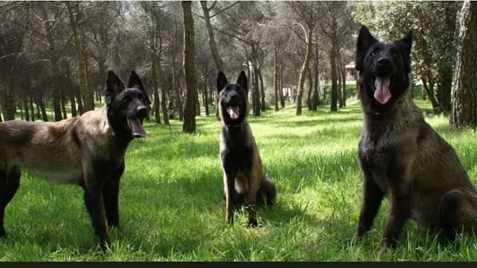 Centro Canino Malilupus