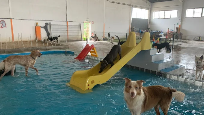 CENTRO CANINO OXICAN