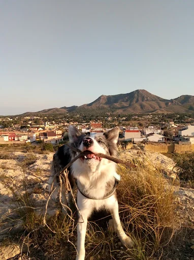 Centro Canino Parras