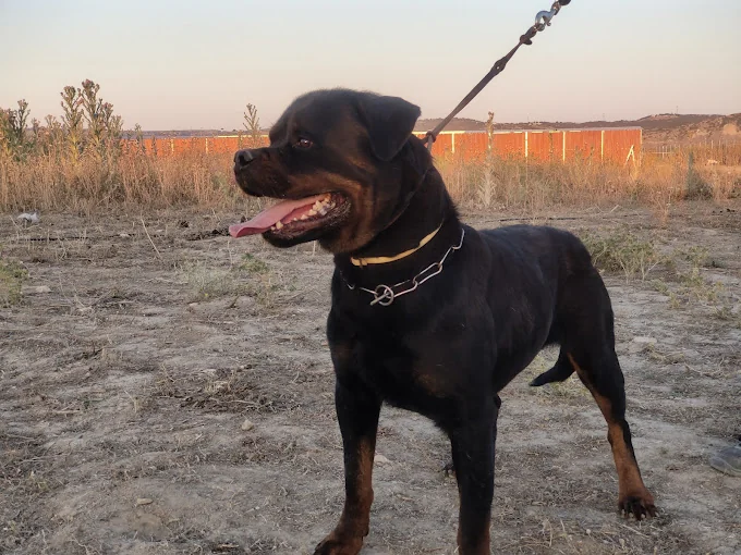 Centro Canino Ruben Santiago