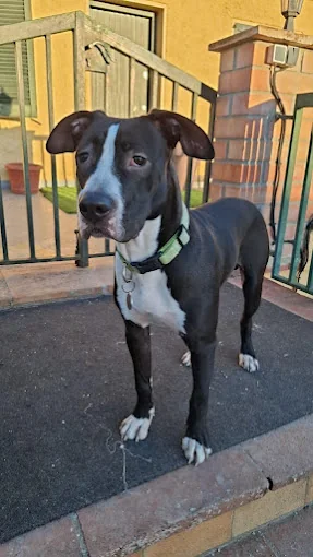 Centro Canino Sir Can