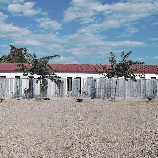 Colita | Residencia canina