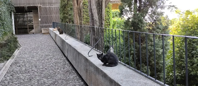 Colonia de gatos controlada