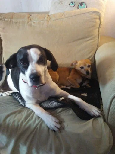 Como Perro por su Casa