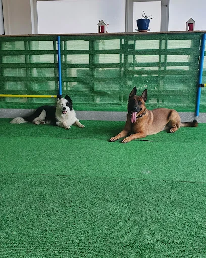 Complejo Canino C.K9