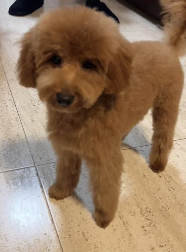 Criadero Canino Patitas