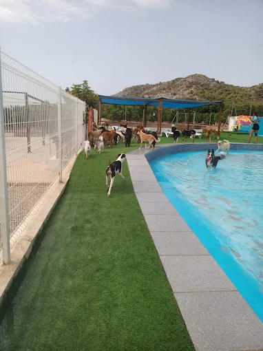 Cuatro Patas | Residència Canina