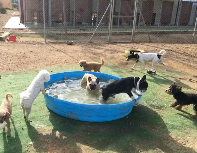 Cuidado de perros en Huelva Reino Milenar