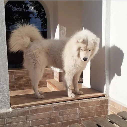 Cuidado de perros y dogs pension canina hostal