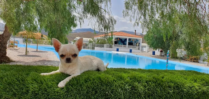 Cuidadora canina 🐾El Marqués🐾