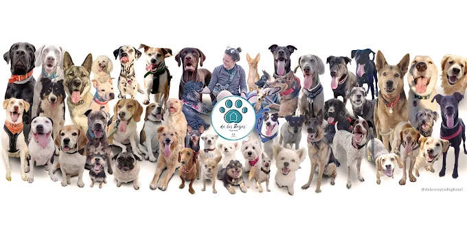 De Los Reyes Dog Hotel
