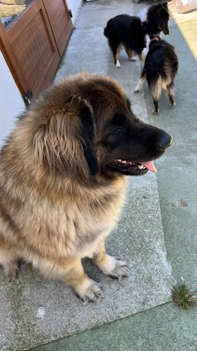 Della Rocha Residencia canina
