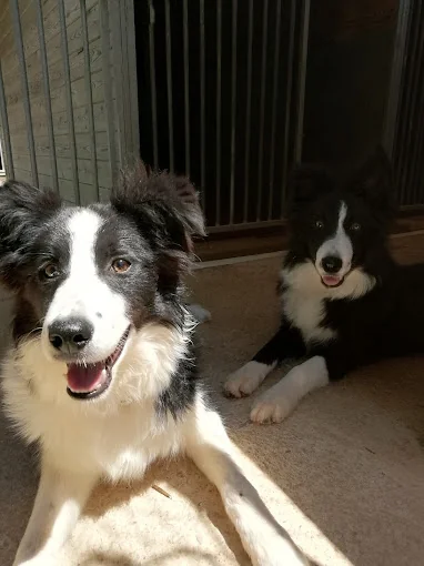DOG AND CAT BOARDING KENNELS & DOG TRAINING CENTRE