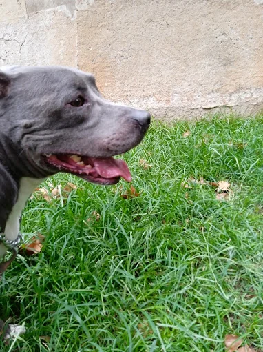Dog Home Barcelona – Cuidados Y Alojamiento De Mascotas.