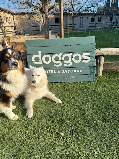 doggos hotel & daycare
