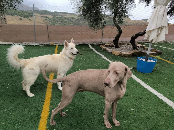 Doggy Day Care Costa del Sol Guardería Canina